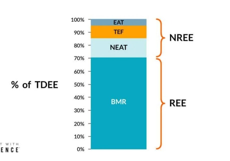 EAT - тренировочная активность. NEAT - Нетренировочная активность. TEF - термический эффект пищи, BMR - обмеществ в покое.