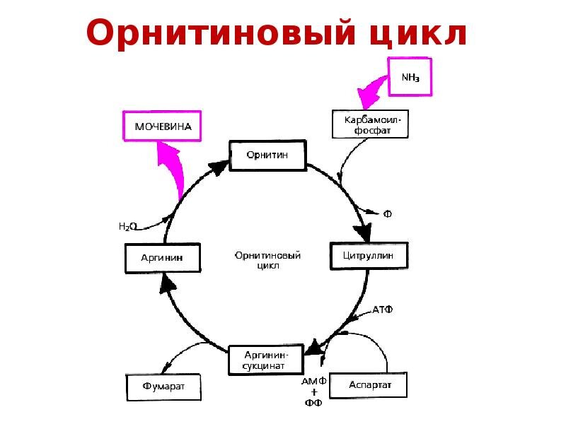 Орнитиновый цикл схема