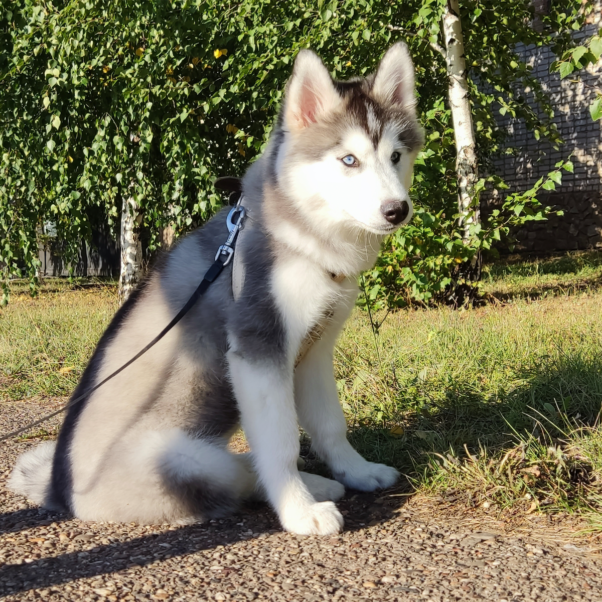 Хаски по имени Мани