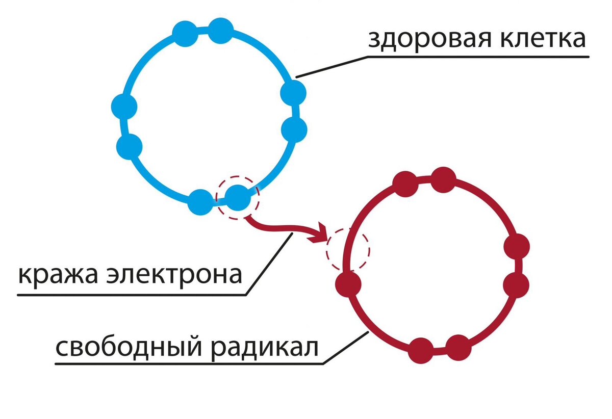 Существует теория свободных радикалов, согласно которой, основная причина старения, заключается в том, что нестабильные частицы внедряются в среду здоровых, меняют их состав, нарушая связи. 


Что такое свободный радикал?



Свободные радикалы - это нестабильные молекулы. Вместо парных электронов, вращающихся вокруг ядра, существует только один. Этот одиночный электрон хочет быть спаренным, поэтому он цепляется к другим молекулам, создавая хаос. Эти свободные радикалы очень мощные токсины. 



Кожа попадает под воздействие свободных радикалов в результате повреждения солнечных лучей, курения, стресса, алкоголя, жирной еды и т.д. Поврежденными частями могут оказаться липиды и белки, которые составляют клетки. Это замедляет продукцию коллагена и эластина, который необходим для поддержания тонуса кожи и предотвращения морщин. 



Можно ли замедлить этот процесс?



Антиоксиданты на помощь! Стабилизированные витамины A, C и E, если их применять ежедневно, будут работать как противостарители. 



Курение причиняет так много вреда коже, что одна затяжка дыма может повредить каждую клетку в вашем теле, поэтому отказ от этой привычки необходим.



Выбирайте средства по уходу за кожей со следующими антиоксидантами.



- Стабилизированный Витамин C 



- Выдержка белого чая (самый мощный противостаритель найденный во всех чаях.



В ваших поисках анти-старения, вы должны придерживаться здорового, сбалансированного образа жизни в сочетании с хорошей диетой и продуктами по уходу за кожей, наполненными суперантиоксидантами!