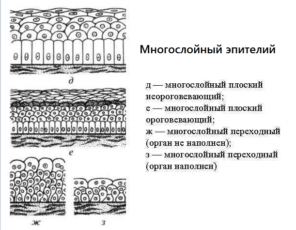 Стенки альвеол состоят из мерцательного эпителия