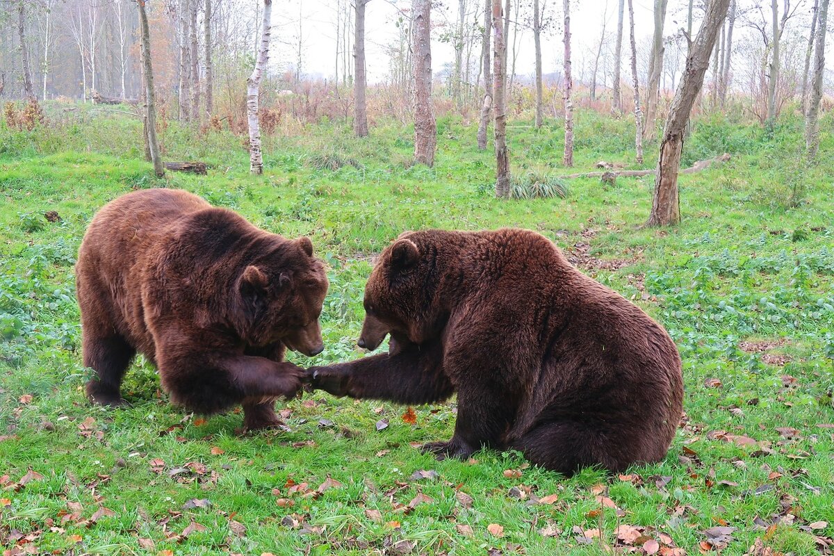 Медведи "Здравствуй брат" фото https://pixabay.com/ru/