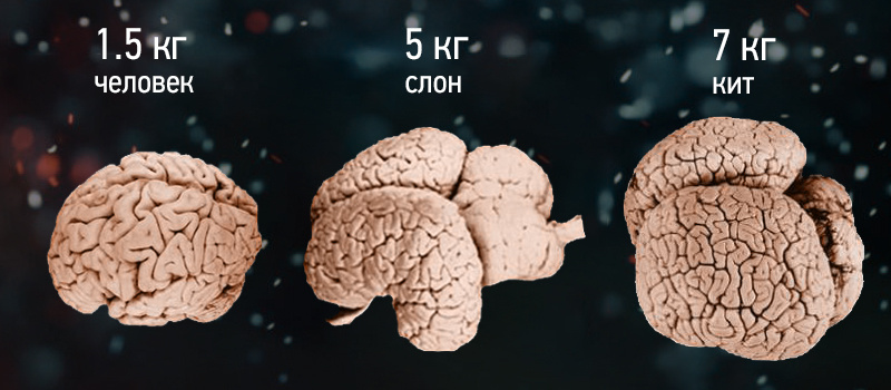 Размеры мозга человека, слона и кита