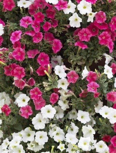 http://mxtrianz.me/wp-content/uploads/2017/05/petunias-flowers-5-growing-petunias-tips-for-petunia-care.jpg