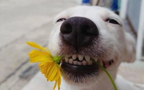 Смех заряжает нас энергией!