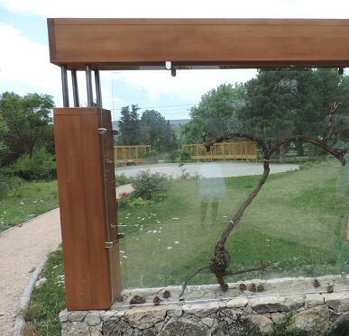 Витрина с лозой на американском корне