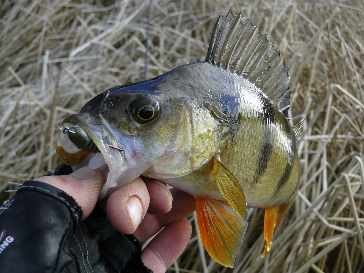 Ловишь себе таких красавчиков на отводной, никому не мешаешь, а потом бах и щука срезает приманку...