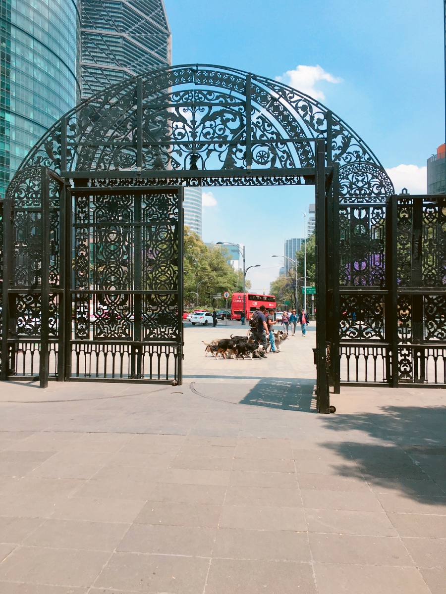 Выгул собак 