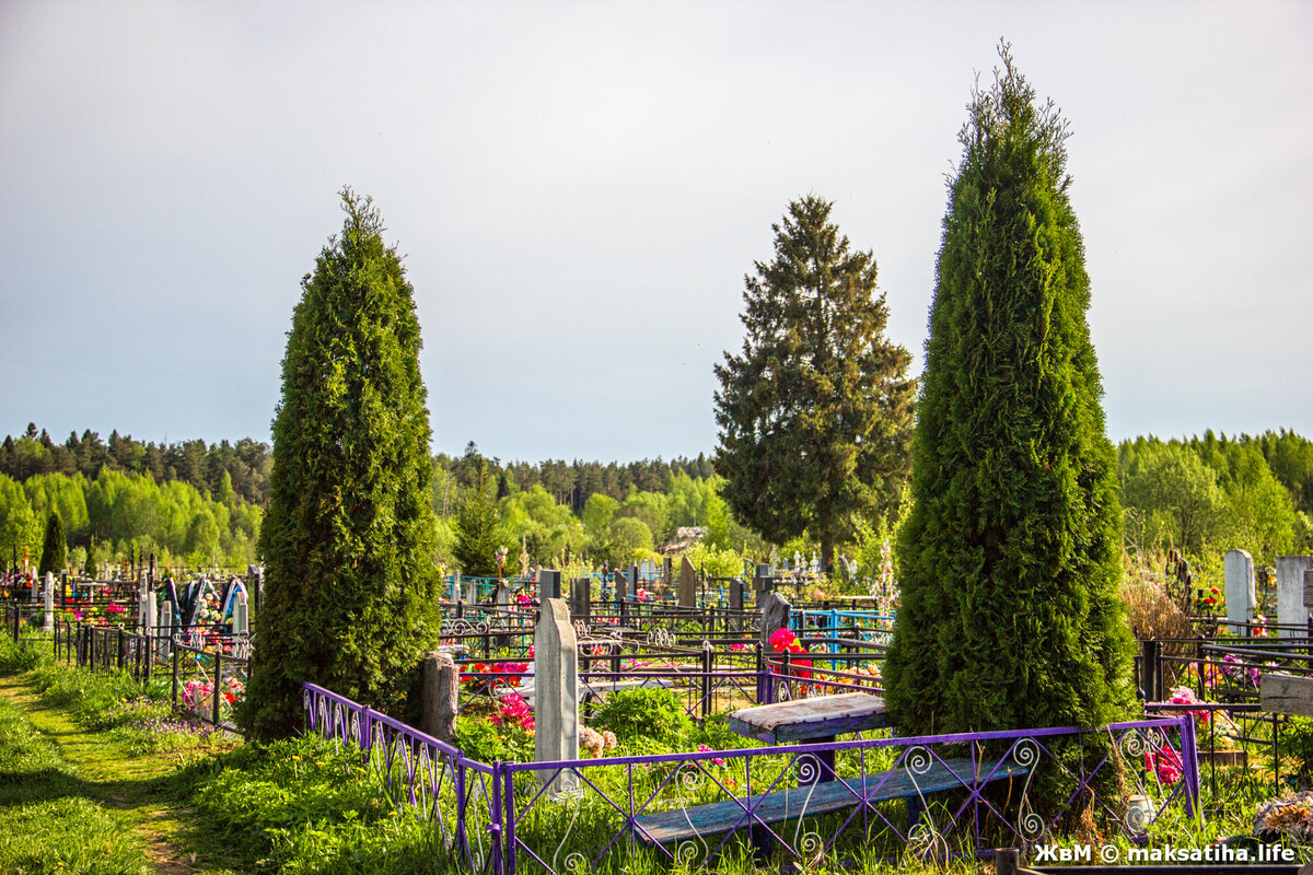 украшение могилы цветами. можжевельник на кладбище. карликовые туи на кладбище. кладбище крупцы. посадка деревьев на могиле.