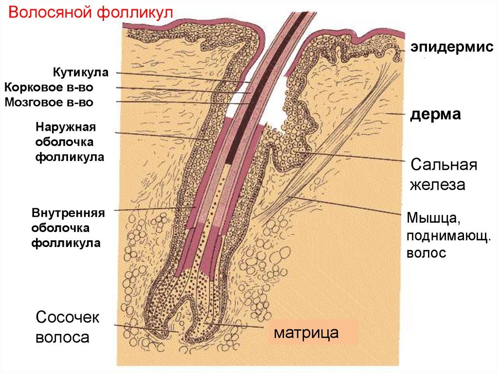 Гистологическое строение волоса и сальной железы