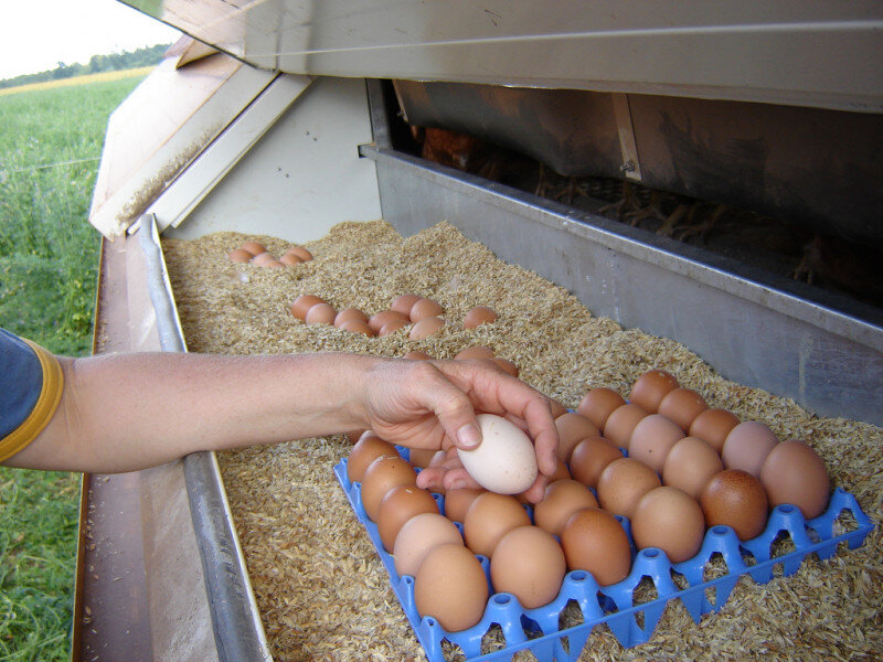    Обеззараживание яиц в птицеводстве необходимо по двум причинам — это потребительская безопасность продукта и защита поголовья от инфекций, которыми обсеменяется поверхность яйца.