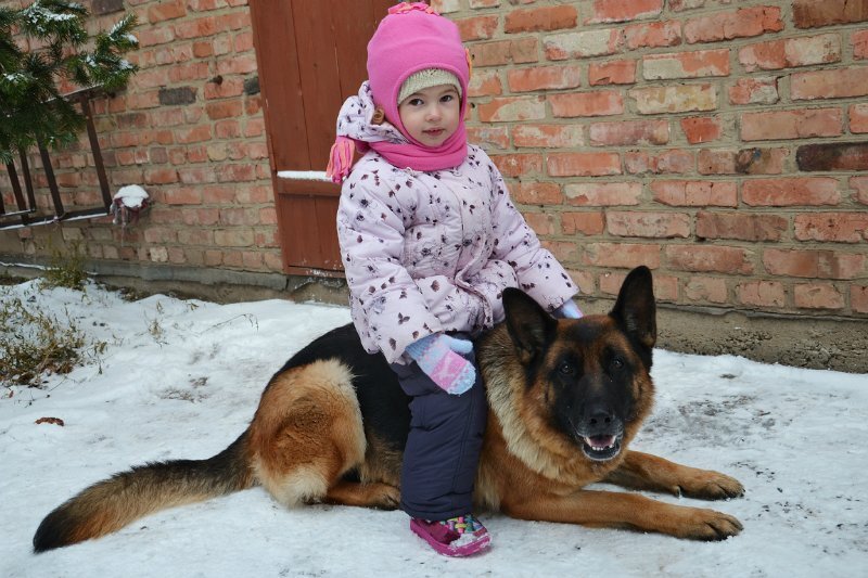 Мальчик с овчаркой фото