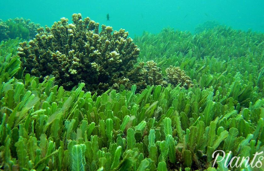 Водоросли, заполняющие морское дно. 