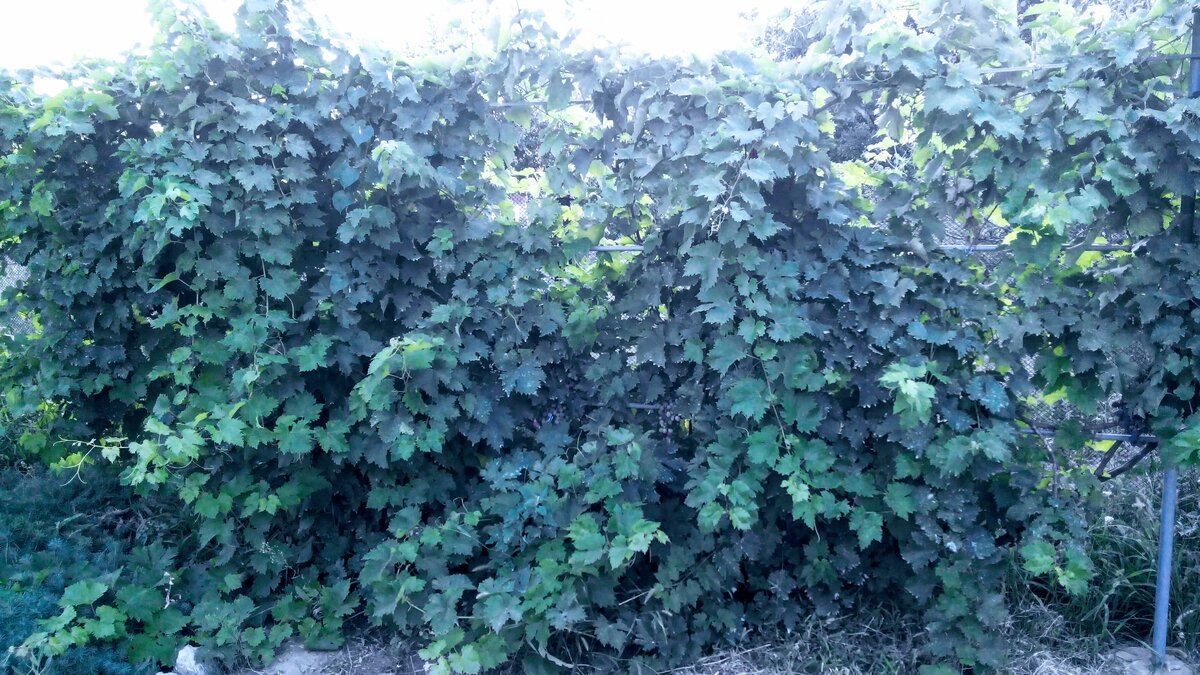 Виноград, конечно, зарос, пришлось срочно обрезать лишнее