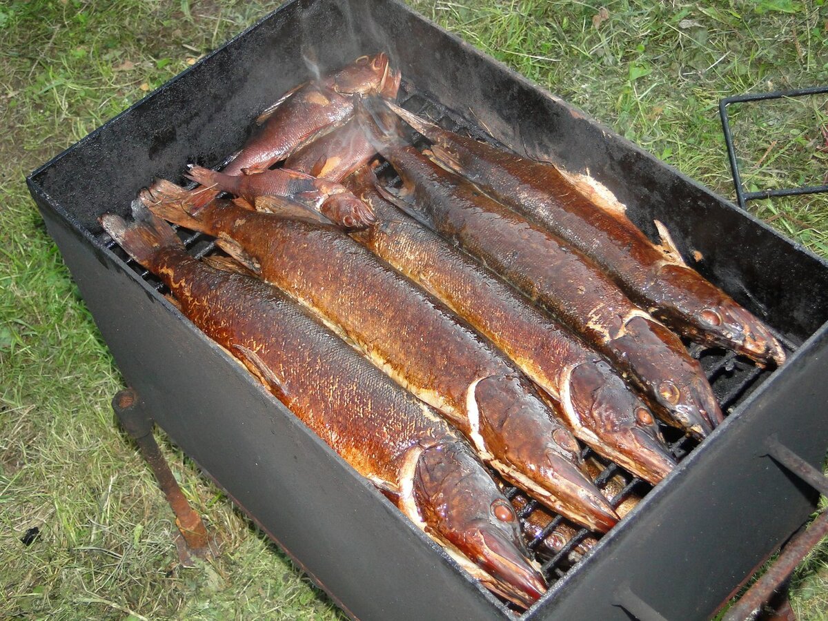 Судак в коптильне горячего копчения. Как коптить щуку в коптильне. Сом горячего копчения. Щука в коптилке. Юкола щуки холодного копчения.