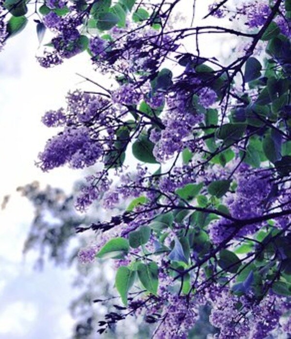 https://cdn.pixabay.com/photo/2017/07/04/20/24/lilac-2472500__340.jpg