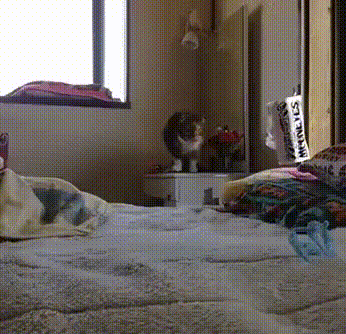 Смешной КОТ