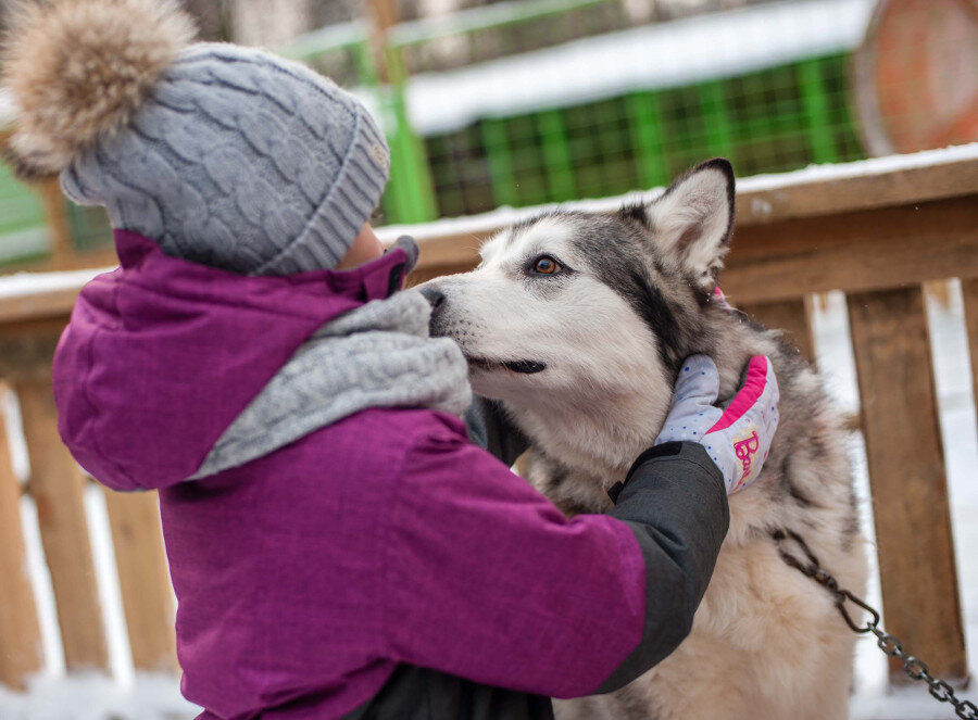 Питомник ездовых собак «Северный»