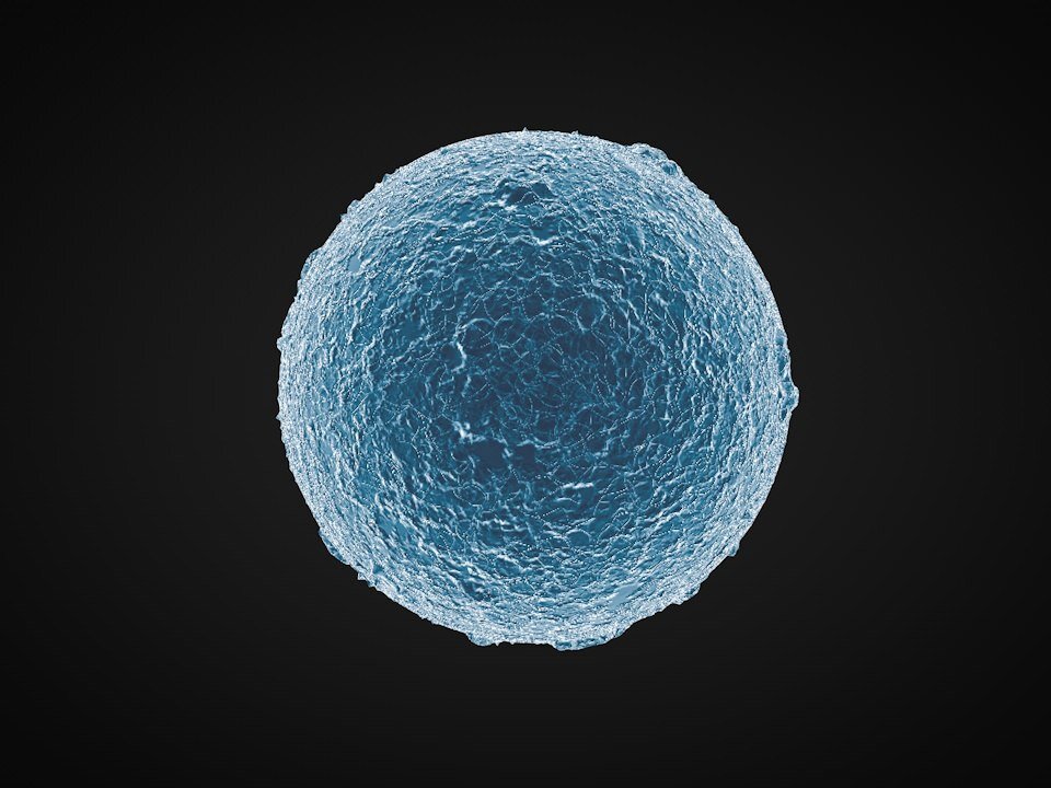 Яйцеклетка фото под микроскопом как выглядит