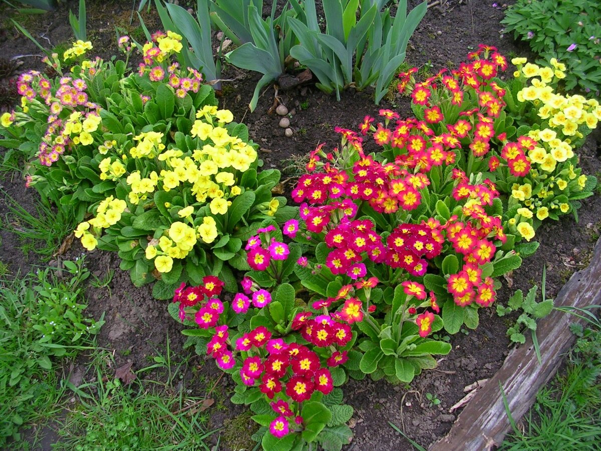 Какую рассаду Цветов обязательно стоит посадить уже в Декабре, чтобы по Весне без проблем высадить в саду