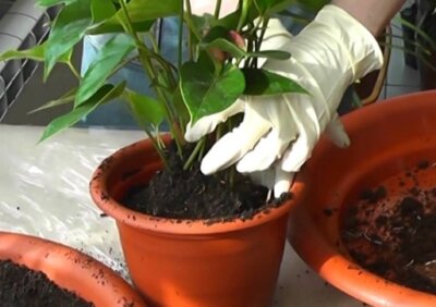 Всё о Красном Спатифиллуме: пошаговая инструкция по уходу за растением. Женское счастье может быть и таким