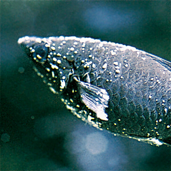 Ихтиофтириоз