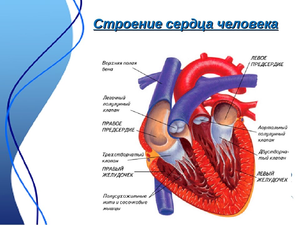 Сердце человека состоит из. Строение человеческого сердца схема. Строение сердца 8 класс биология. Схема строения сердца человека 8 класс биология. Строение сердца биология 8 кл.