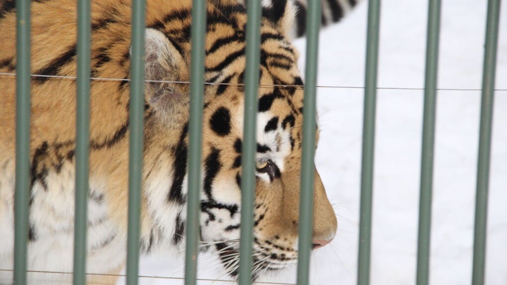  Фото: Пресс-служба Московского зоопарка
