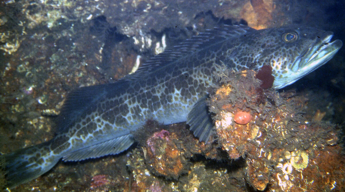 Синий зубастый терпуг