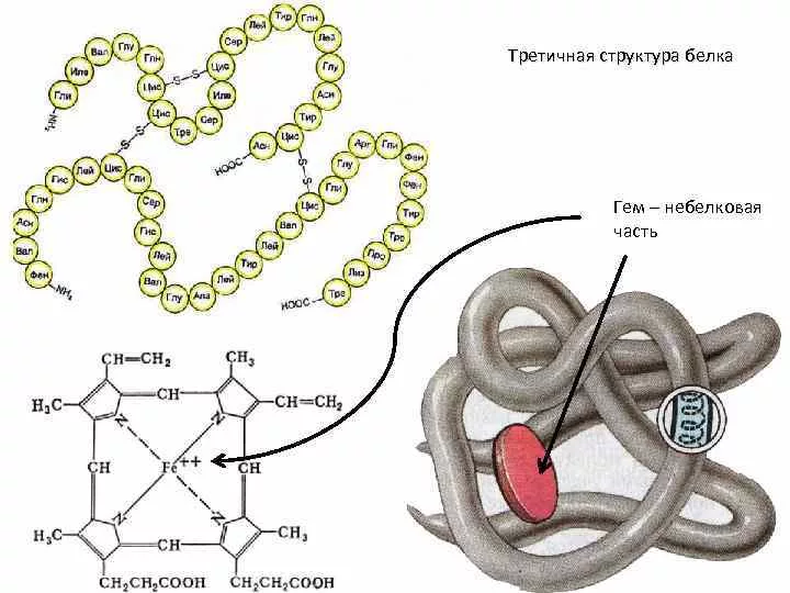 Рисунок третичной структуры белка