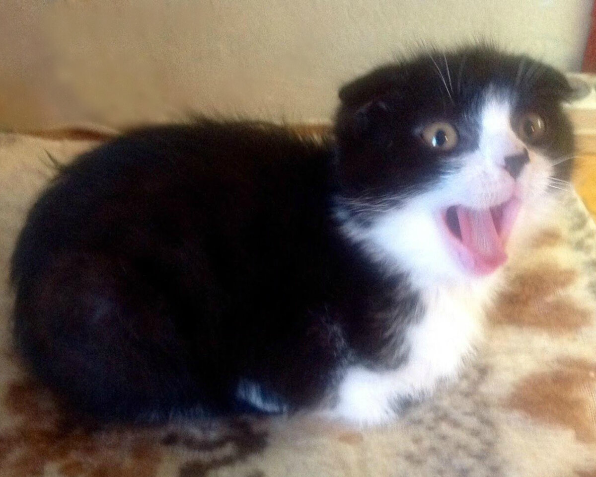 Микки: Ну и ветеринарные байки!