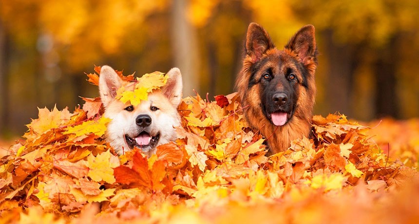 Источник: tvoidrug.com