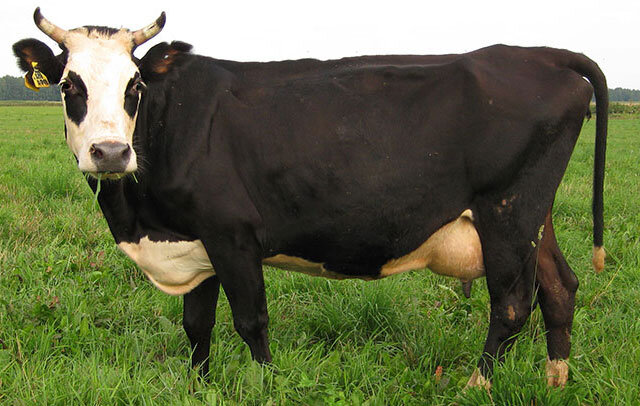 5 главных пород КРС в молочном животноводстве 21 века