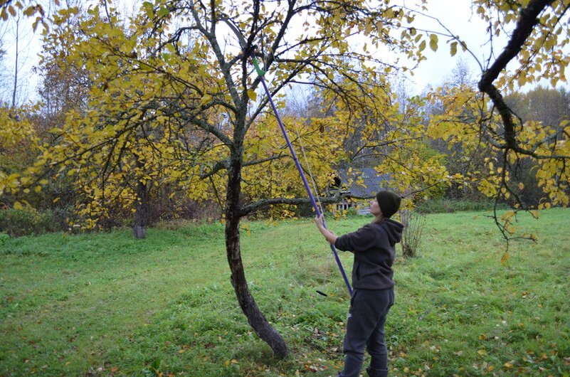 Как старый сад сделать молодым. Омолаживание сада, обрезка. Фото — Ботаничка