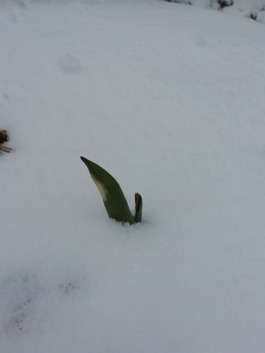 Январь 2020 тульпан