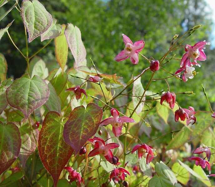 Горянка крупноцветковая. Горянка крупноцветковая lilafee. Горянка крупноцветковая lilafee. Горянка эпимедиум. Epimedium rubrum.