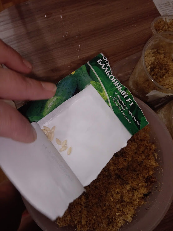 огурец сорт Балконный