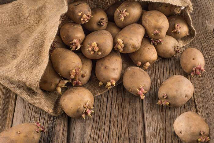 Семенной картофель.