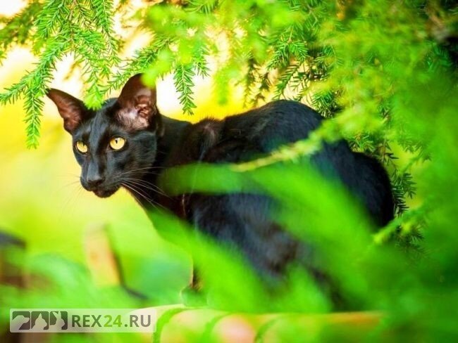 Ну точно "черная пантера", фото: kot-pes.com