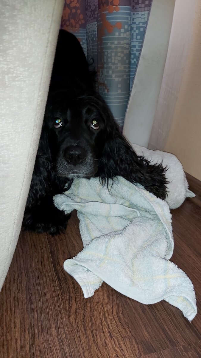 Я думаю,что это высказывание на 10001% является правдой. Собаки понимают настроения, поведение и эмоции хозяина, они оценивают и запоминают каждый наш жест, звук и реакцию. 
Если ты вредничаешь,то и собака ответит тебе тем же. Злишься? То и получишь в ответ. Агрессируешь? Будь готов к бумерангу. С собаками надо дружить,любить и заботиться о них. 
Не знаю на свете ни одного существа, которое будет любить нас так же,как наши собаки