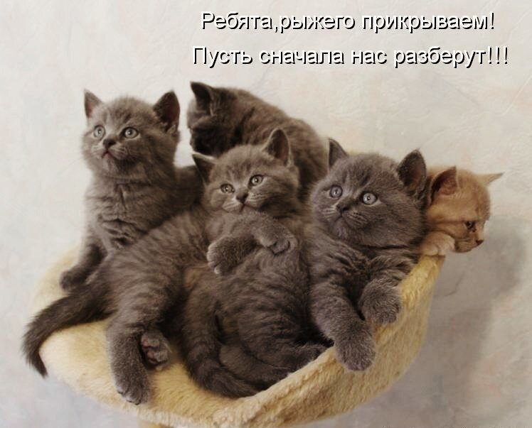 Кошки юмор в картинках