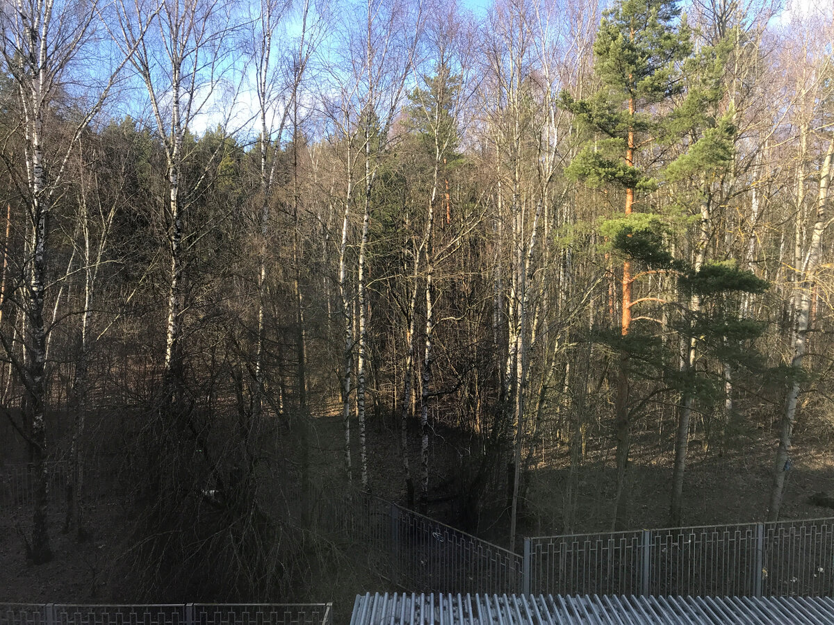 Вид из ока Перинатального Центра ГКБ им Кончаловского. г Зеленоград, март 2020. Фото из личного архива