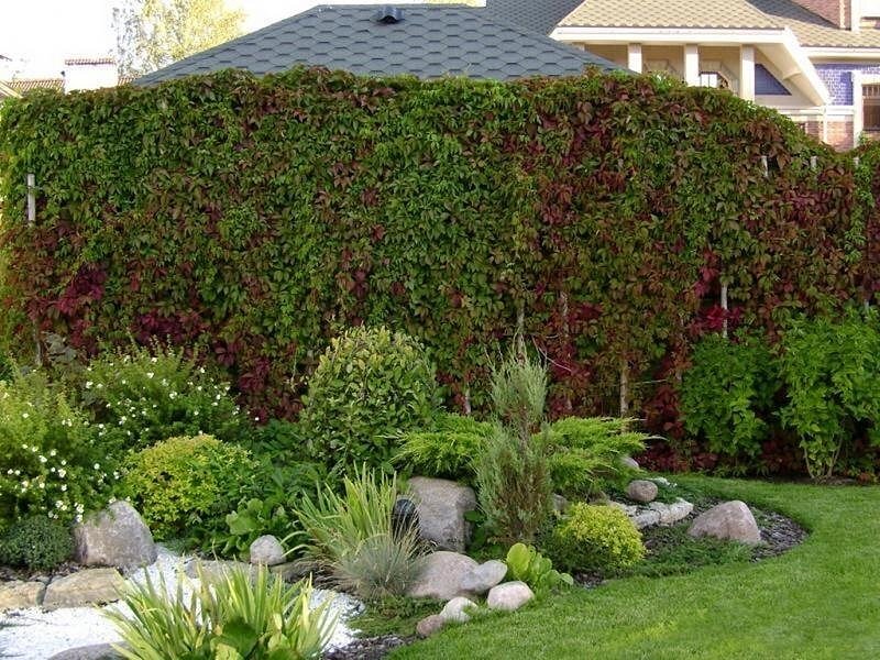 Вертикальное озеленение (девичий виноград)