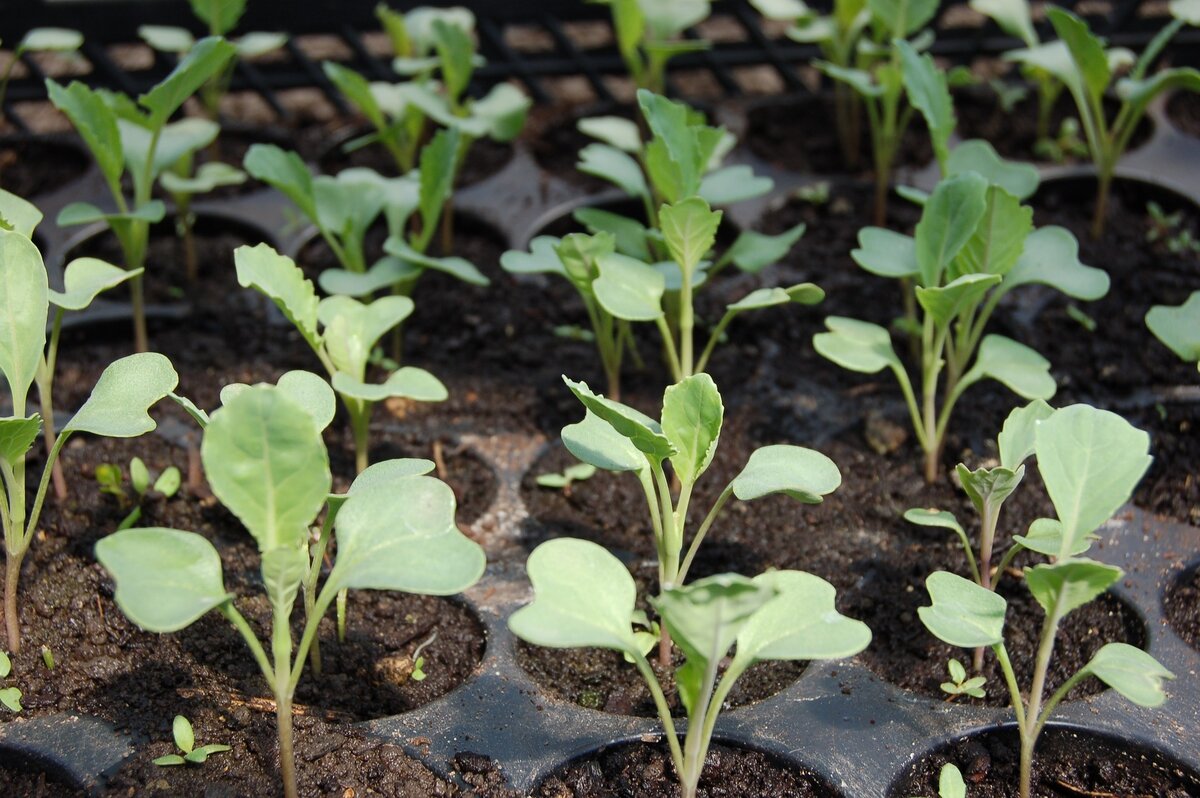 Секреты для рассады капусты Брокколи | Семь семян🌱Просто о садоводстве |  Дзен