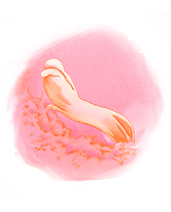 Сейчас ваш ребенок представляет собой плоский диск, состоящий из трех слоев. Эти элементы являются основой для формирования различных тканей.