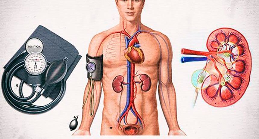 Почему нижнее давление называют почечным: причины и проявления