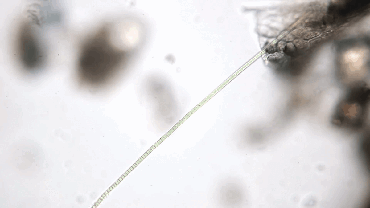 Подписывайтесь на канал и ставьте лайки! Это помогает развитию!