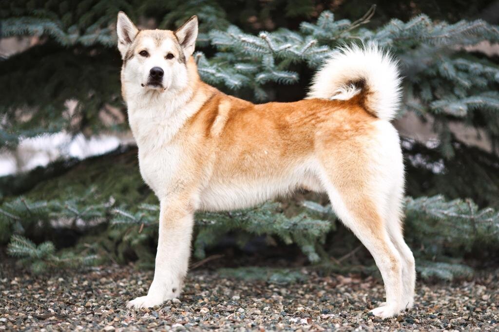 Восточно-сибирская  лайка