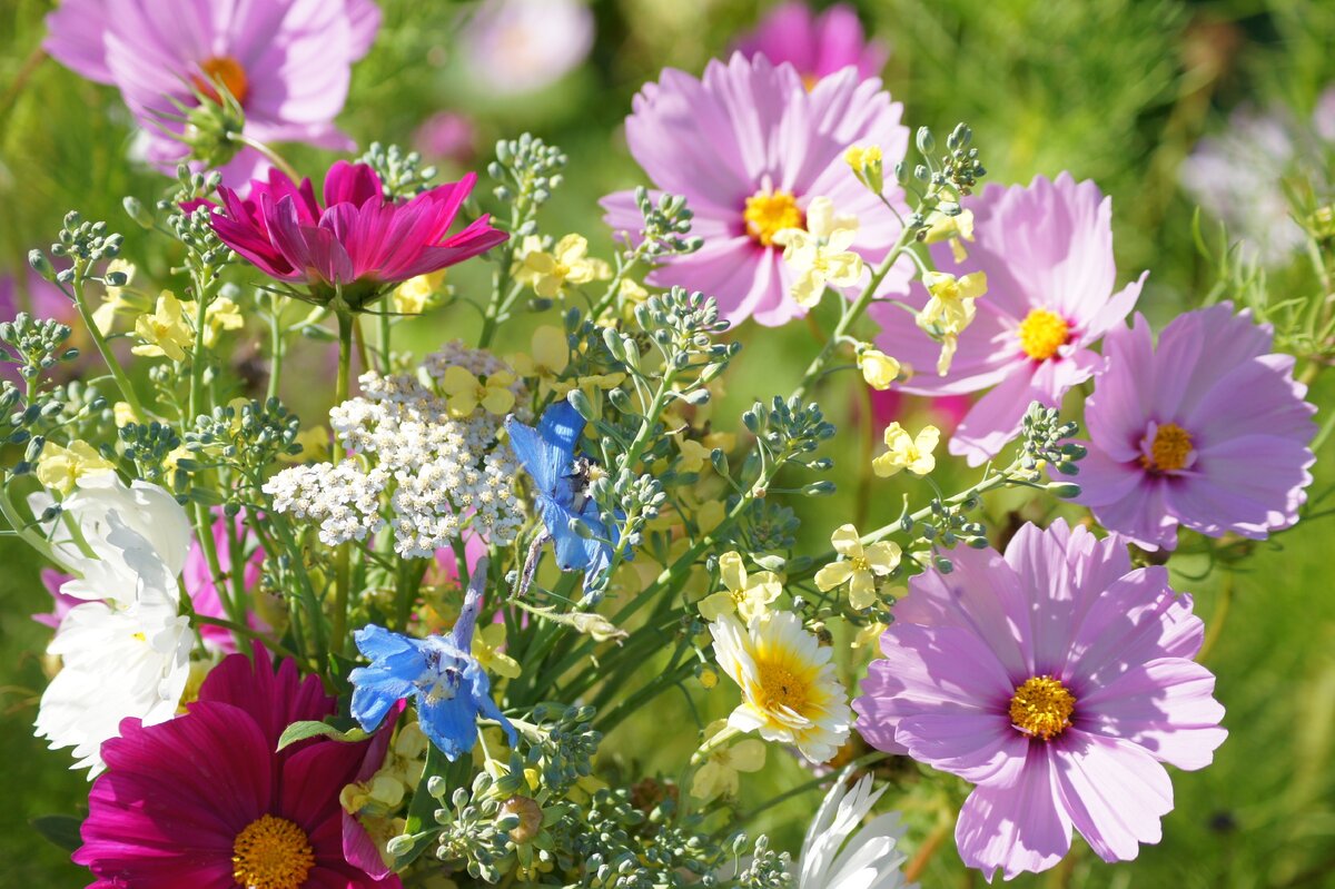 Фото с нашей дачи. Желтенькие - переросшая брокколи)))