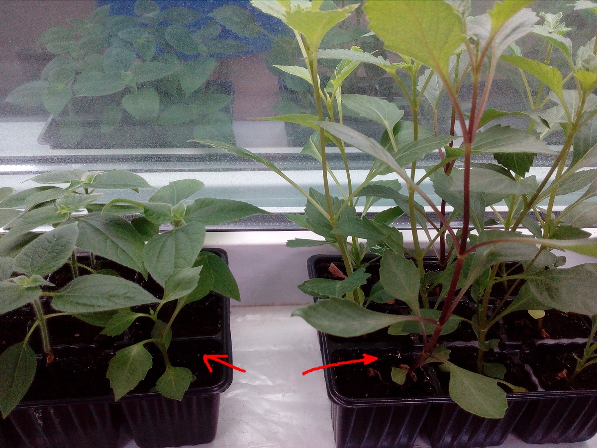 посажены в одно время